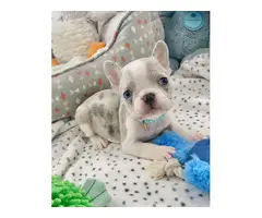 4 OUTSTANDING french bulldog  PUPPIES - 3