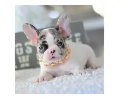 4 OUTSTANDING french bulldog  PUPPIES - 4