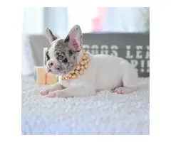 4 OUTSTANDING french bulldog  PUPPIES - 5