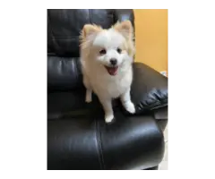 5 month old pomsky puppy for sale - 2