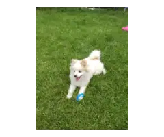 5 month old pomsky puppy for sale - 3