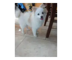 5 month old pomsky puppy for sale - 5