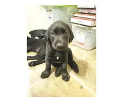 AKC Full Black Lab Puppies for sale