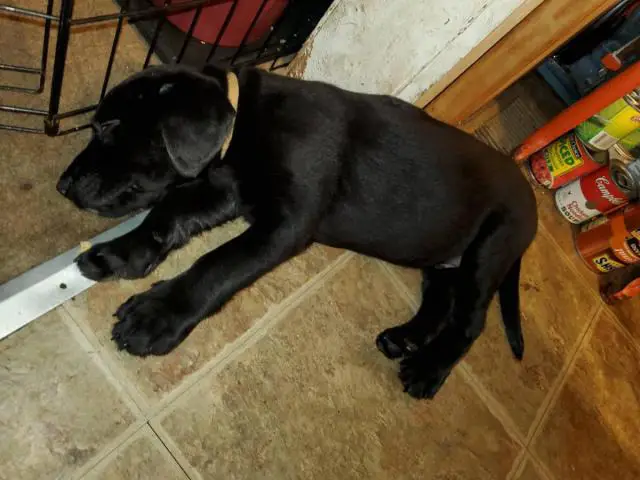AKC Full Black Lab Puppies for sale - 2/12