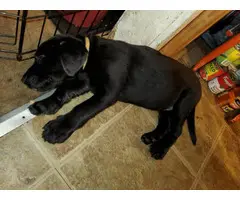AKC Full Black Lab Puppies for sale - 2