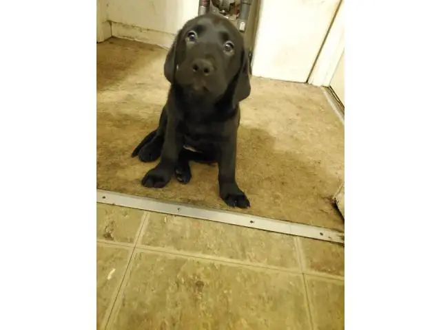 AKC Full Black Lab Puppies for sale - 3/12