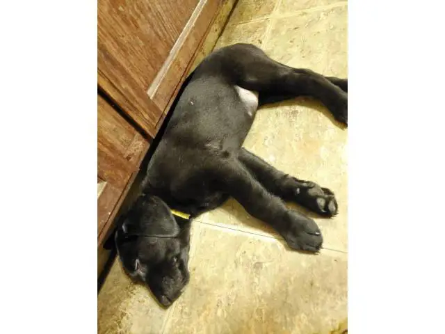 AKC Full Black Lab Puppies for sale - 4/12