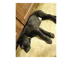 AKC Full Black Lab Puppies for sale - 4