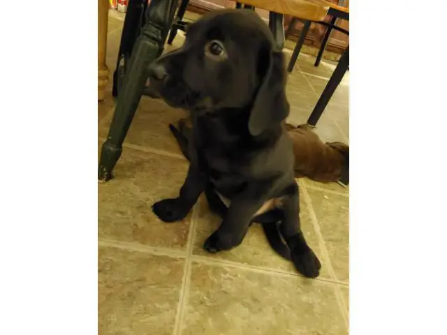 AKC Full Black Lab Puppies for sale - 5/12