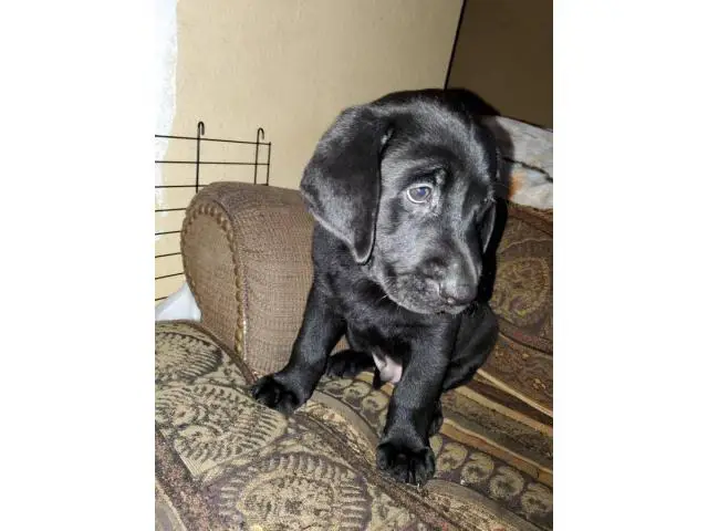 AKC Full Black Lab Puppies for sale - 6/12