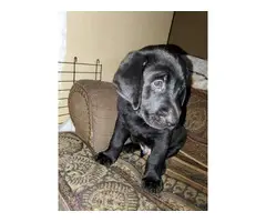 AKC Full Black Lab Puppies for sale - 6