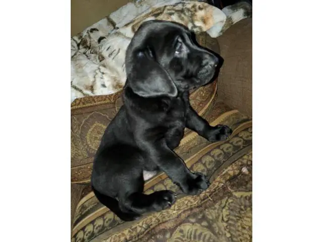AKC Full Black Lab Puppies for sale - 7/12