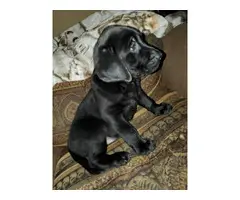 AKC Full Black Lab Puppies for sale - 7
