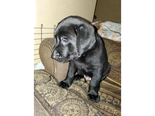 AKC Full Black Lab Puppies for sale - 8/12