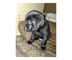 AKC Full Black Lab Puppies for sale - 8