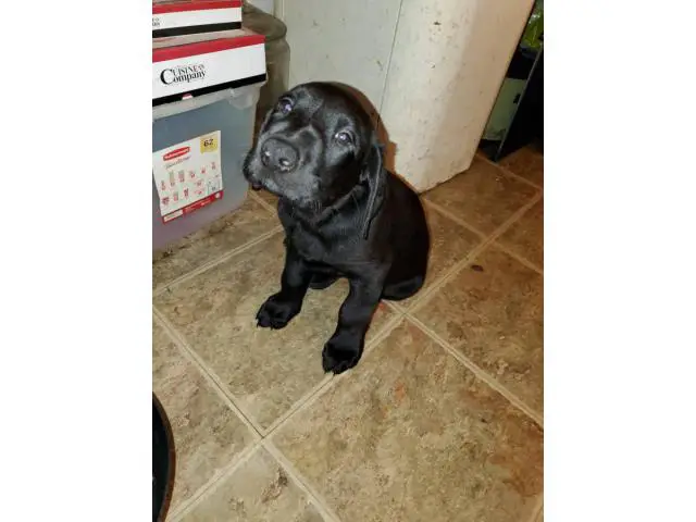 AKC Full Black Lab Puppies for sale - 9/12