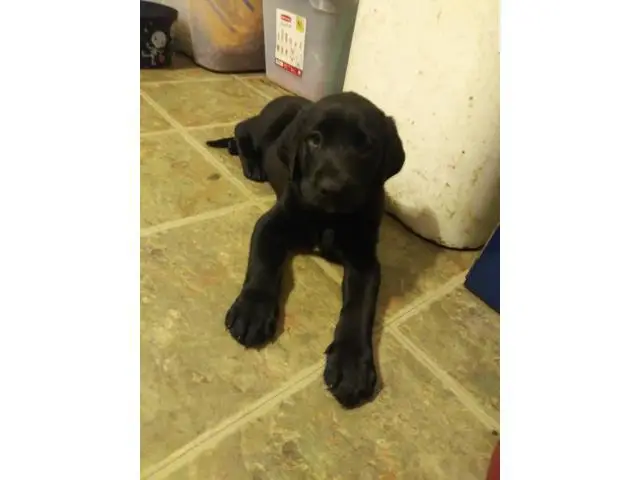 AKC Full Black Lab Puppies for sale - 10/12