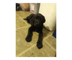 AKC Full Black Lab Puppies for sale - 10