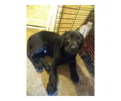 AKC Full Black Lab Puppies for sale - 11