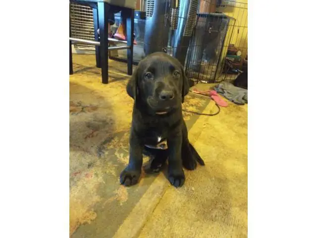 AKC Full Black Lab Puppies for sale - 12/12