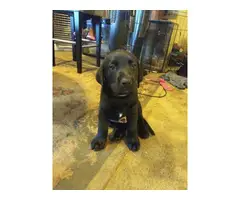 AKC Full Black Lab Puppies for sale - 12