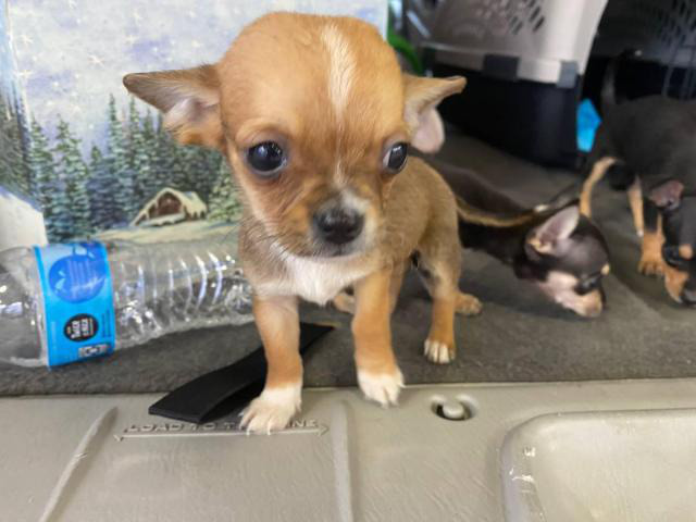 Teacup Chihuahua puppies for sale in Los Angeles