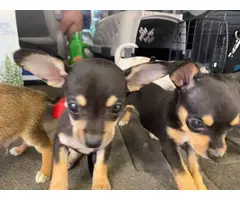 Teacup Chihuahua puppies for sale - 2