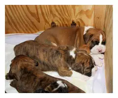 Purebred fawn and brindle Boxer puppies for sale