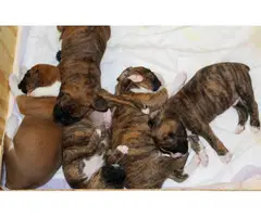 Purebred fawn and brindle Boxer puppies for sale - 2
