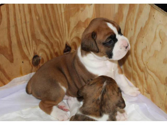 Purebred fawn and brindle Boxer puppies for sale in Mason