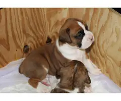 Purebred fawn and brindle Boxer puppies for sale - 3