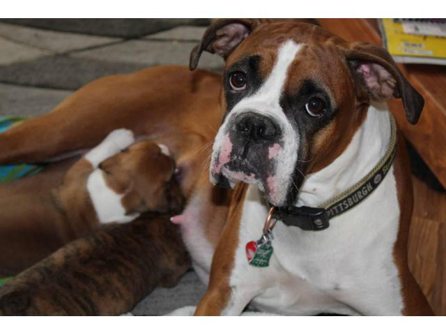 Purebred fawn and brindle Boxer puppies for sale in Mason