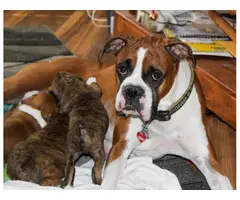 Purebred fawn and brindle Boxer puppies for sale - 5