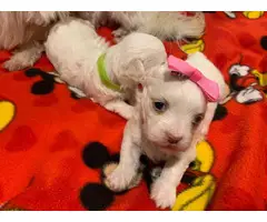 Registered Male and Female Maltese puppies