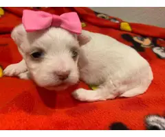 Registered Male and Female Maltese puppies - 2