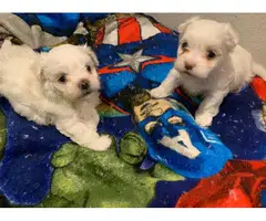 Registered Male and Female Maltese puppies - 3