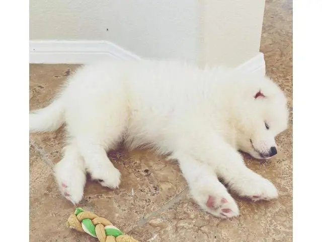 3-4 Months old white Samoyed puppies ready to leave - 3/9