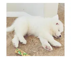 3-4 Months old white Samoyed puppies ready to leave