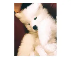 3-4 Months old white Samoyed puppies ready to leave