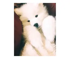 3-4 Months old white Samoyed puppies ready to leave - 5