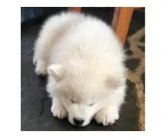 3-4 Months old white Samoyed puppies ready to leave - 6