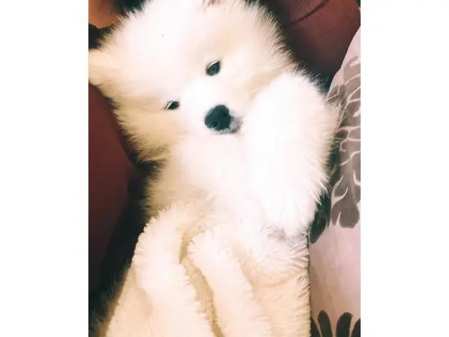 3-4 Months old white Samoyed puppies ready to leave - 7/9