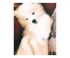 3-4 Months old white Samoyed puppies ready to leave - 7