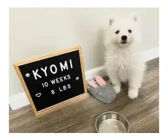 3-4 Months old white Samoyed puppies ready to leave - 9