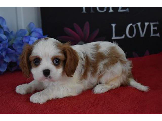 AKC Cavalier King Charles Spaniel Puppies in Raleigh