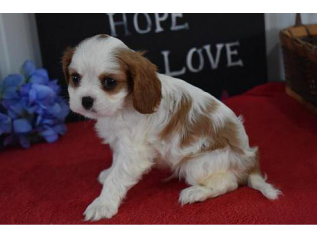 free king charles cavalier puppies near me