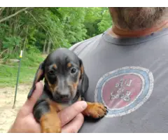 2 mini dachshund puppies looking for a great home - 1