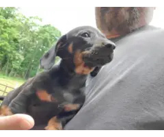 2 mini dachshund puppies looking for a great home - 2