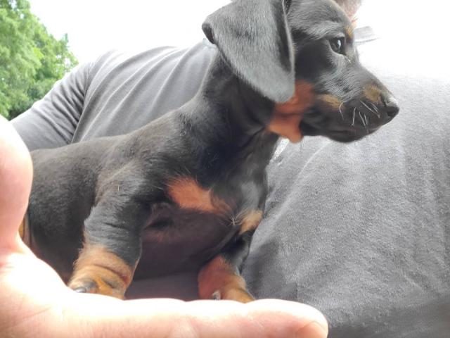 2 mini dachshund puppies looking for a great home in