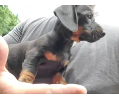 2 mini dachshund puppies looking for a great home - 3